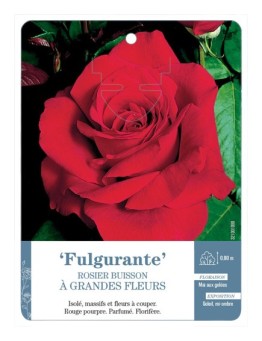 Rosier à grandes fleurs Fulgurante