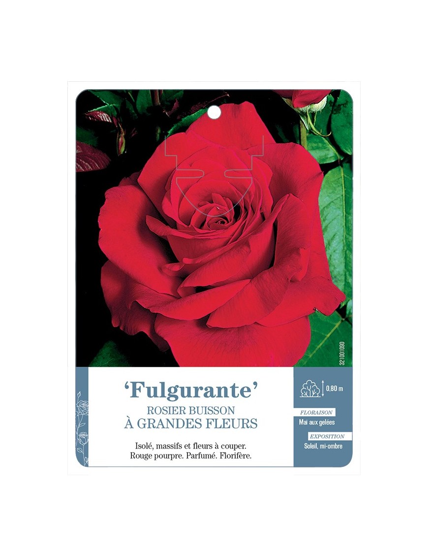 Rosier à grandes fleurs Fulgurante