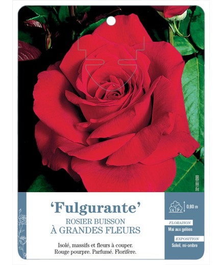 Rosier à grandes fleurs Fulgurante