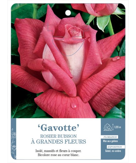 Rosier à grandes fleurs Gavotte