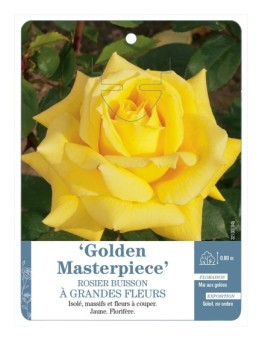 Rosier à grandes fleurs Golden Masterpiece