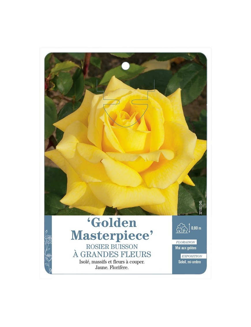 Rosier à grandes fleurs Golden Masterpiece