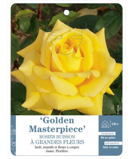 Rosier à grandes fleurs Golden Masterpiece