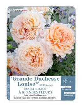 Rosier à grandes fleurs Grande Duchesse Louise® KORbrocaze