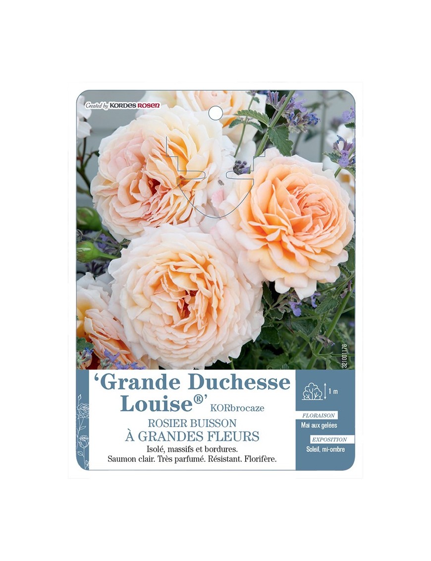 Rosier à grandes fleurs Grande Duchesse Louise® KORbrocaze
