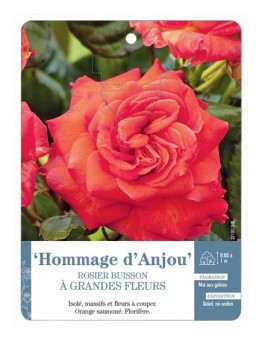 Rosier à grandes fleurs Hommage d'Anjou