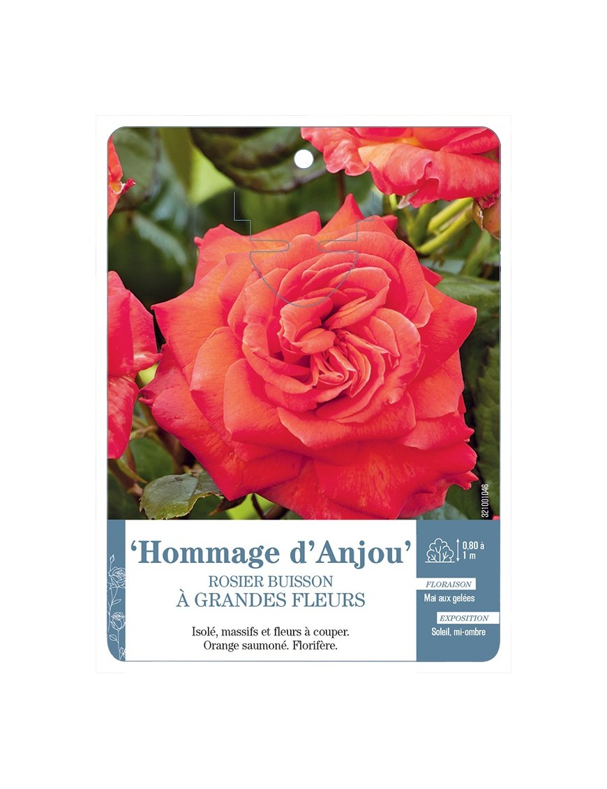 Rosier à grandes fleurs Hommage d'Anjou