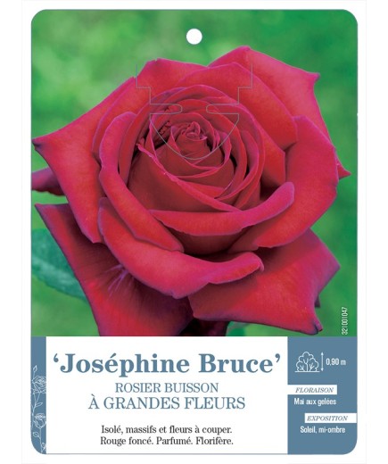 Rosier à grandes fleurs Joséphine Bruce