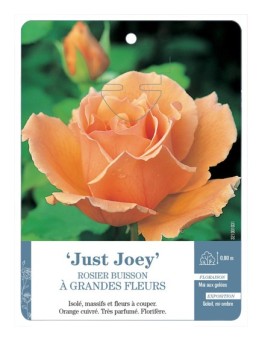 Rosier à grandes fleurs Just Joey