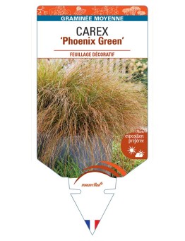 CAREX (howardii) Phoenix Green
