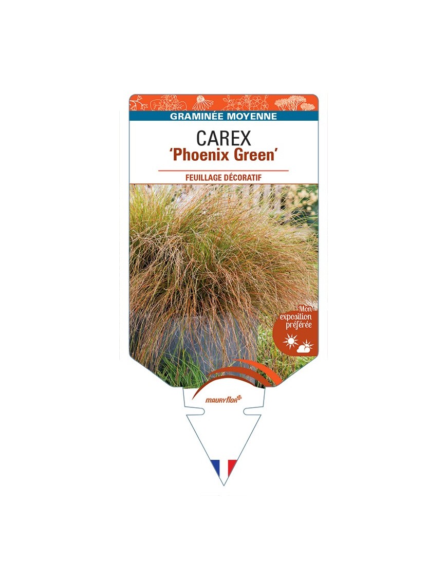 CAREX (howardii) Phoenix Green