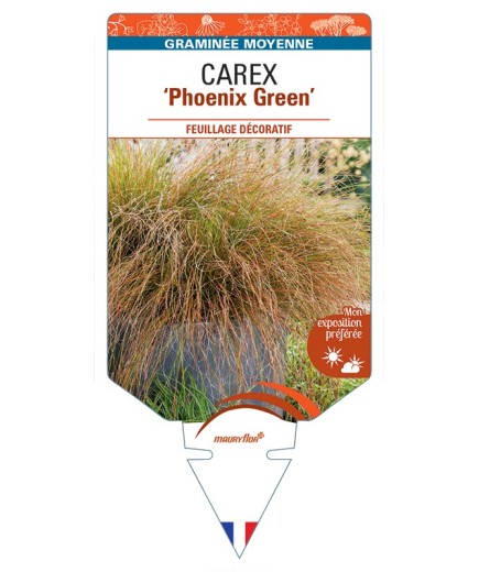 CAREX (howardii) Phoenix Green