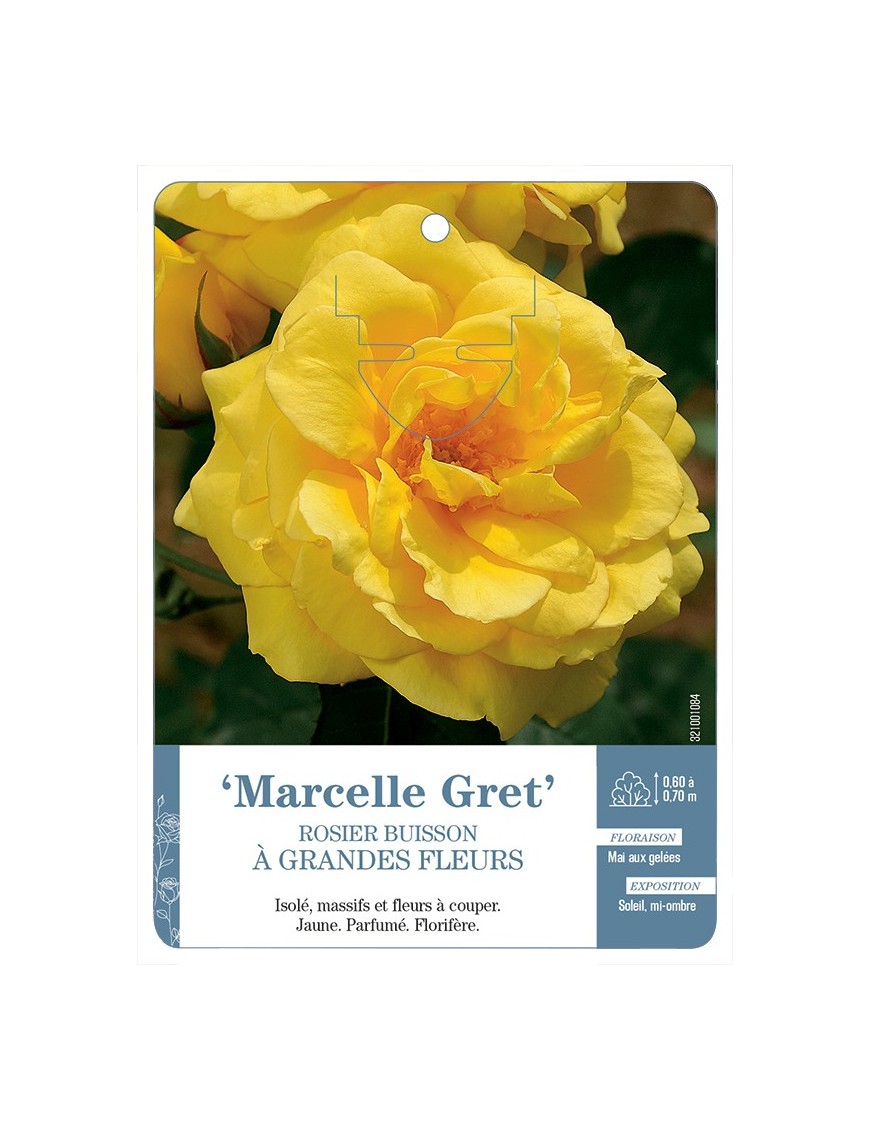 Rosier à grandes fleurs Marcelle Gret