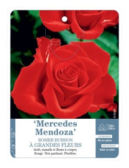 Rosier à grandes fleurs Mercedes Mendoza