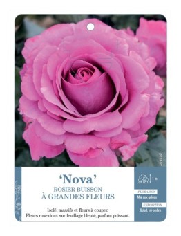 Rosier à grandes fleurs Nova