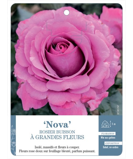 Rosier à grandes fleurs Nova