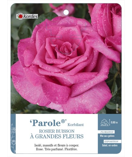 Rosier à grandes fleurs Parole® Korbilant