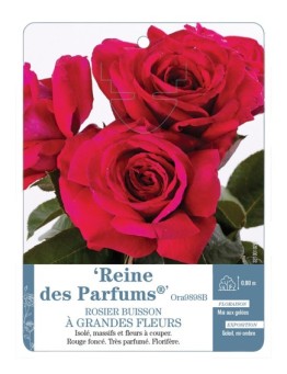 Rosier à grandes fleurs Reine des Parfums® Ora9898B