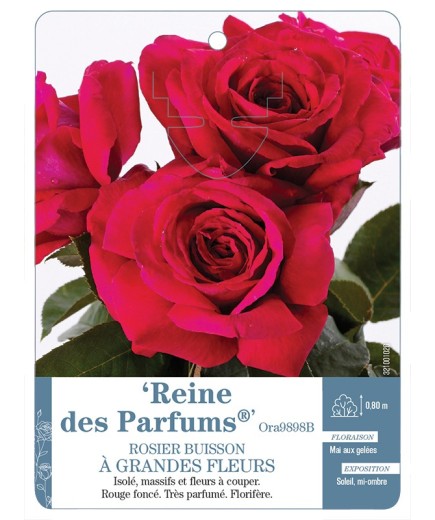 Rosier à grandes fleurs Reine des Parfums® Ora9898B