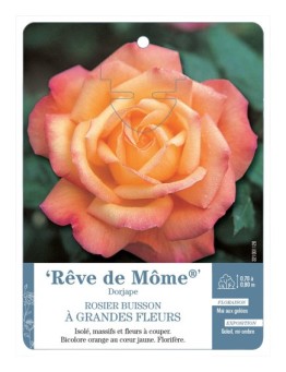 Rosier à grandes fleurs Rêve de Môme® Dorjape