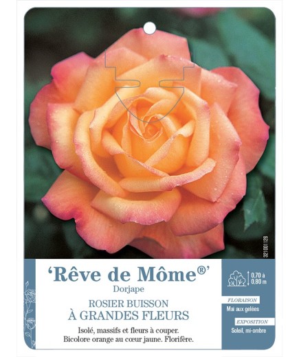 Rosier à grandes fleurs Rêve de Môme® Dorjape