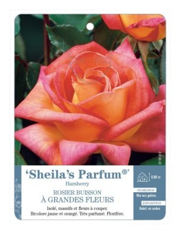 Rosier à grandes fleurs Sheila's Parfum® Harsherry