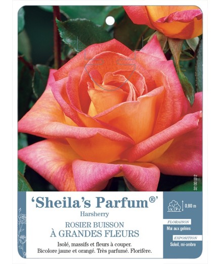 Rosier à grandes fleurs Sheila's Parfum® Harsherry