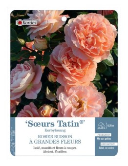 Rosier à grandes fleurs Sœur Tatin® Korbylosang