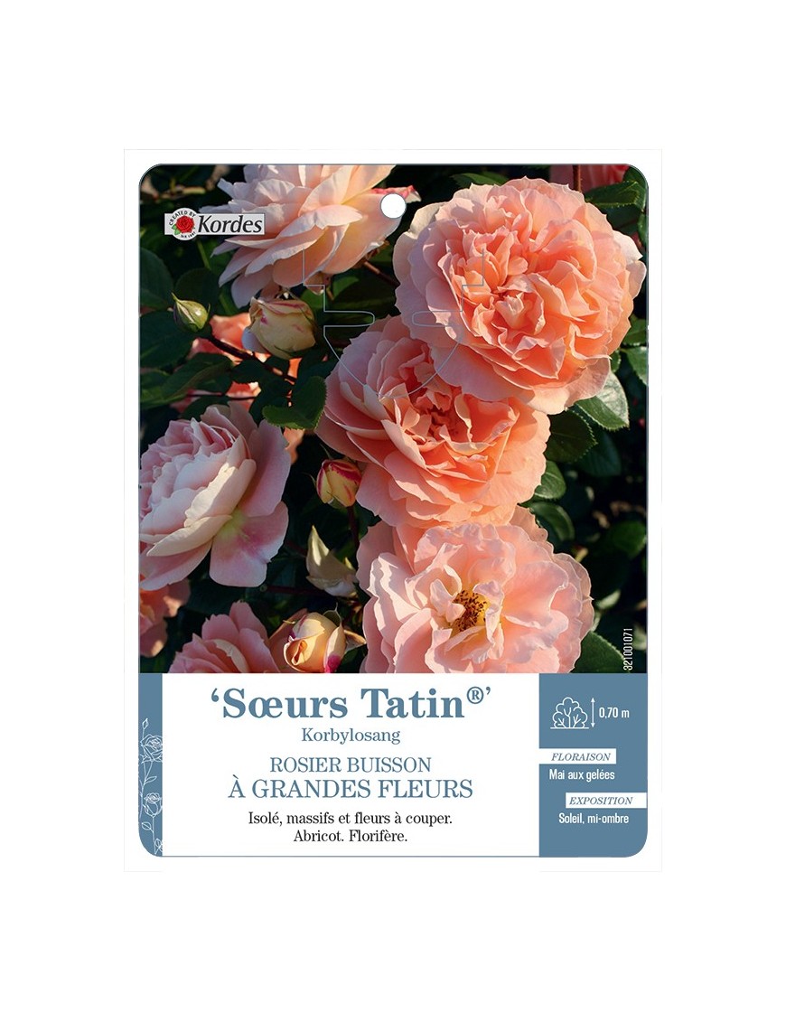 Rosier à grandes fleurs Sœur Tatin® Korbylosang