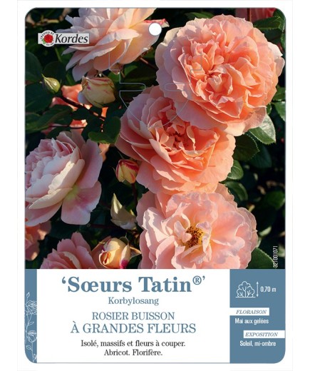 Rosier à grandes fleurs Sœur Tatin® Korbylosang