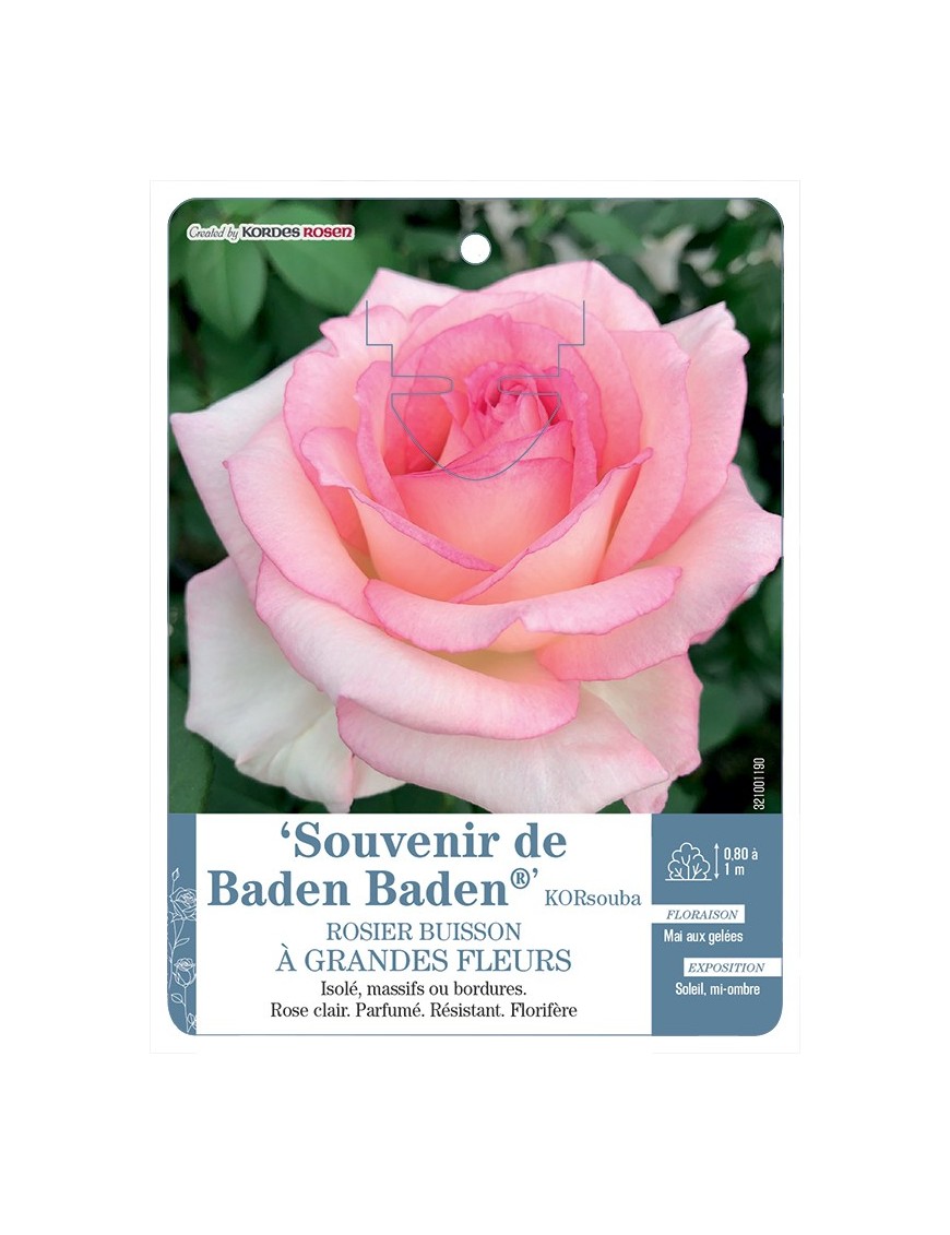 Rosier à grandes fleurs Souvenir de Baden Baden® KORsouba