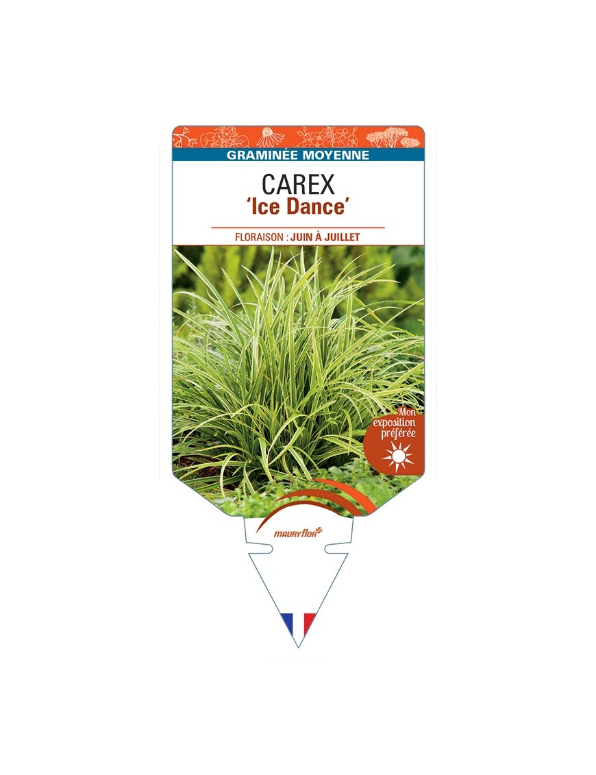 CAREX (morrowii) Ice Dance