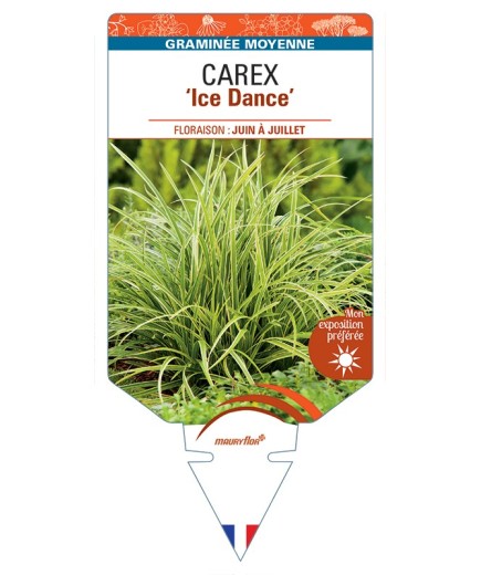 CAREX (morrowii) Ice Dance