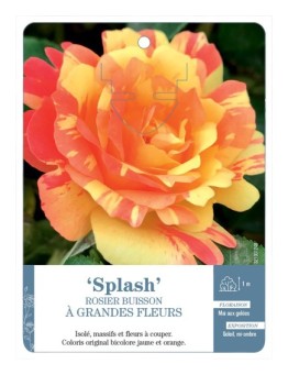 Rosier à grandes fleurs Splash