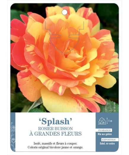Rosier à grandes fleurs Splash