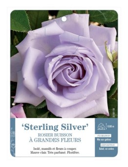 Rosier à grandes fleurs Sterling Silver