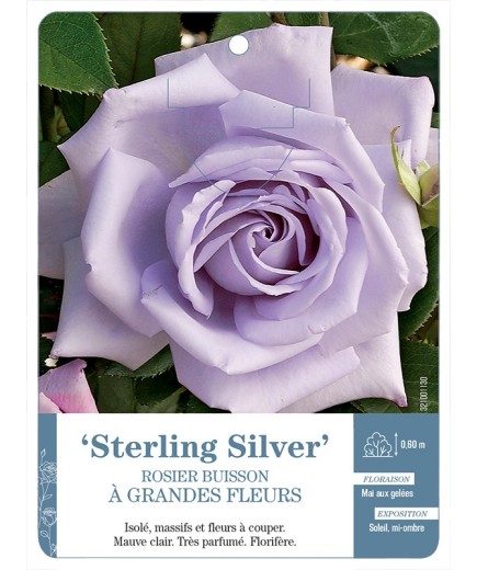 Rosier à grandes fleurs Sterling Silver