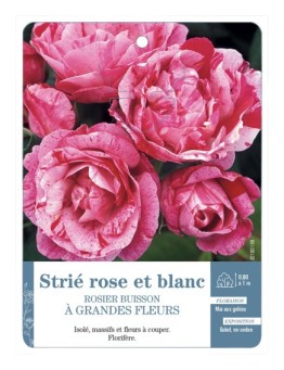 Rosier à grandes fleurs strié rose et blanc
