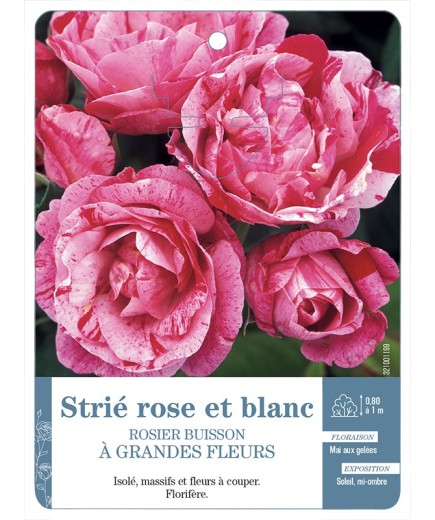 Rosier à grandes fleurs strié rose et blanc