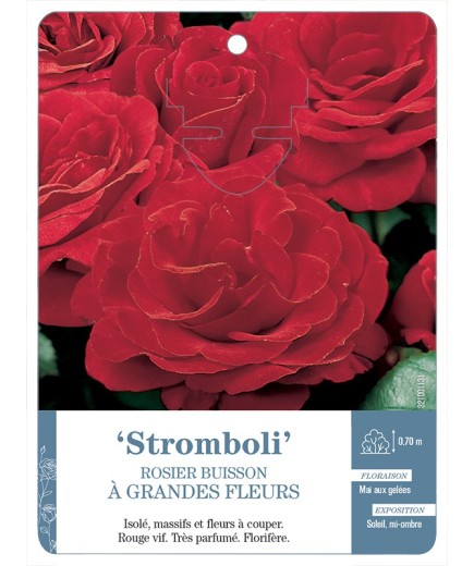 Rosier à grandes fleurs Stromboli