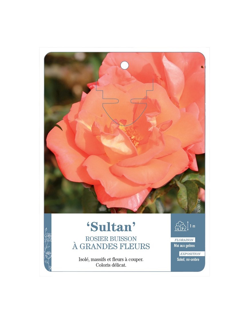 Rosier à grandes fleurs Sultan