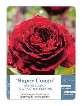 Rosier à grandes fleurs Super Congo