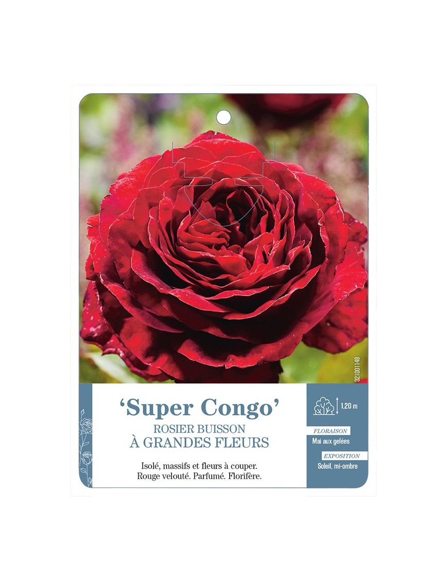 Rosier à grandes fleurs Super Congo