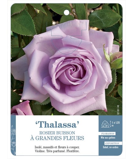 Rosier à grandes fleurs Thalassa