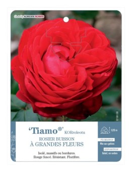 Rosier à grandes fleurs Tiamo® KORroleotu