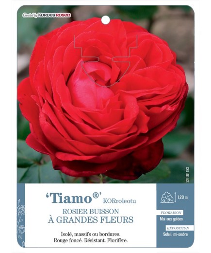Rosier à grandes fleurs Tiamo® KORroleotu