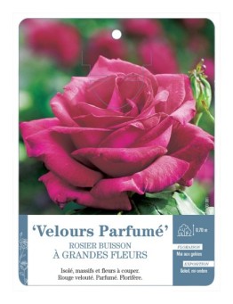 Rosier à grandes fleurs Velours Parfumé