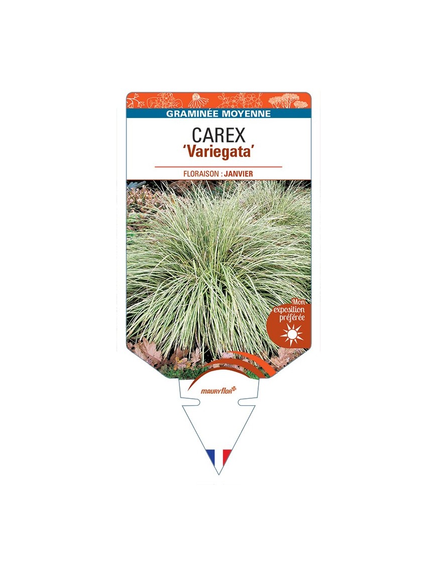 CAREX (morrowii) Variegata