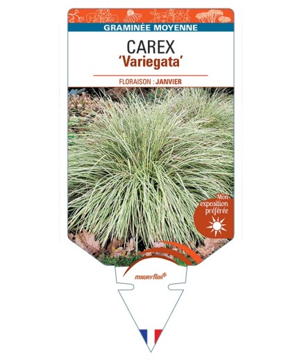 CAREX (morrowii) Variegata