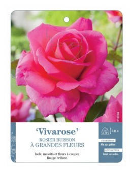 Rosier à grandes fleurs Vivarose